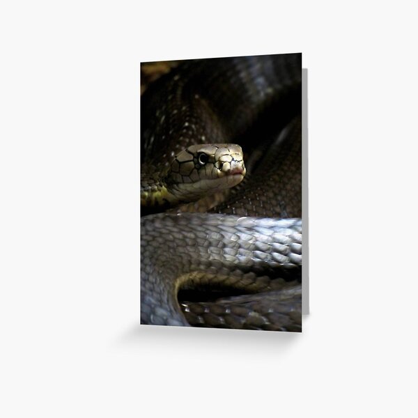 King Cobra Greeting Card