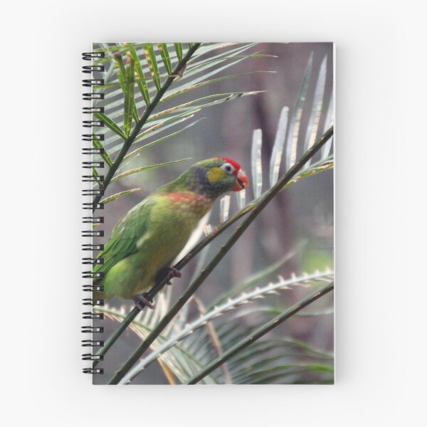 Item preview, Varied Lorikeet designed and sold by Asoka.