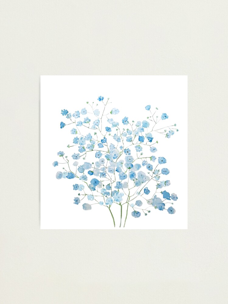 Impression Photo Aquarelle Gypsophile Bleu Clair Bouquet De Souffle De Bebe Par Colorandcolor Redbubble