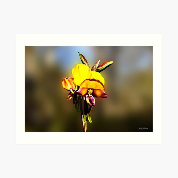 Arrowsmith Pansy Orchid,Diuris aff. magnifica Art Print