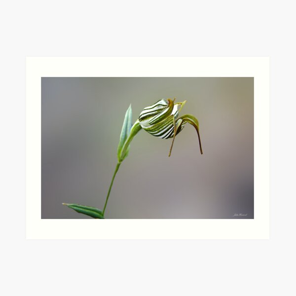 Jug Orchid, Pterostylis recurva Art Print