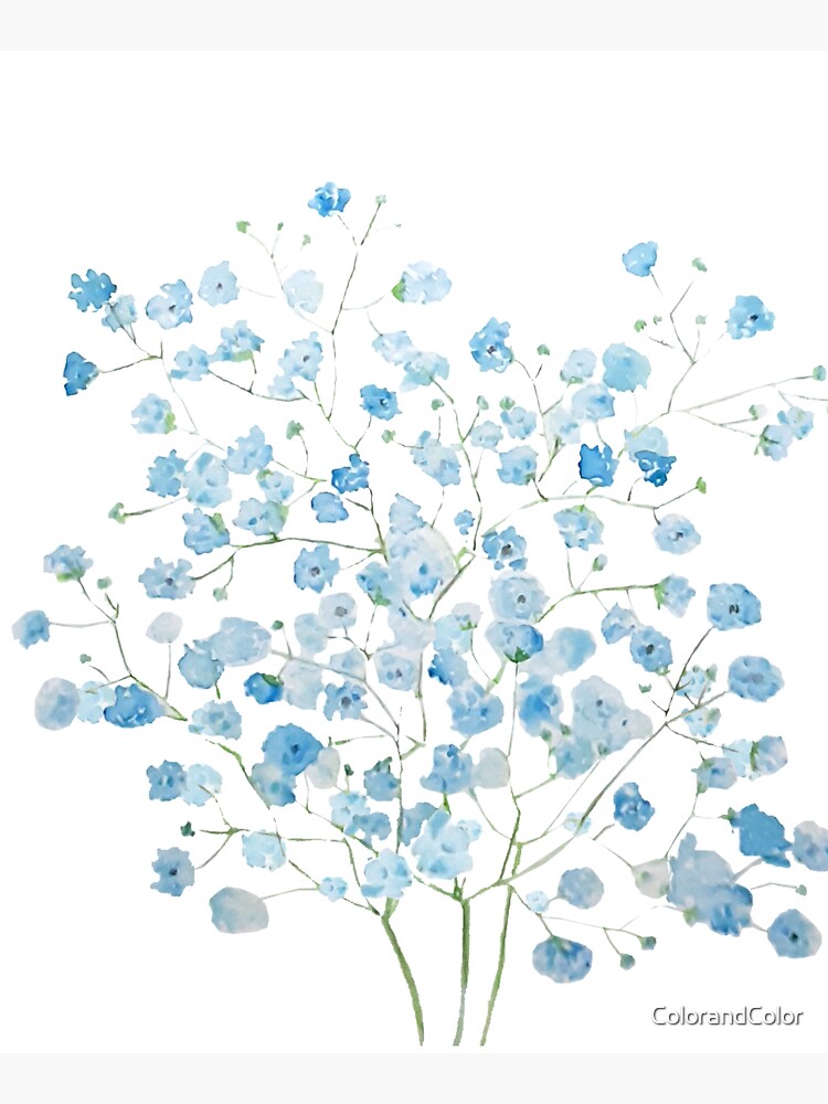 light blue Baby Breath Bouquet gypsophila watercolor painting