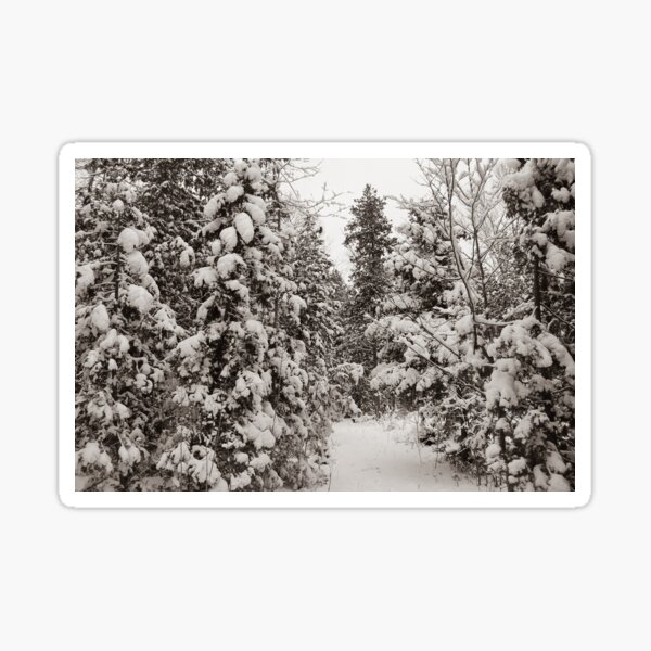 Forest path in Winter Sticker
