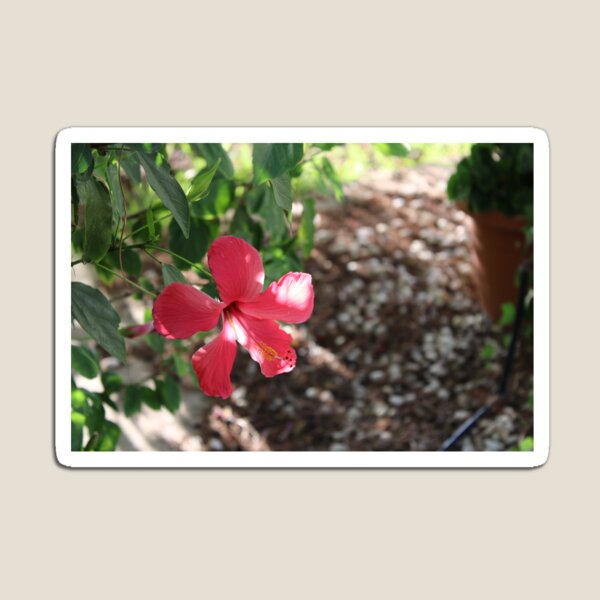 Artikel-Vorschau von Tropische Blume Algarve Portugal, designt und verkauft von gabrielricardo.