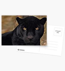 The Black Panther Postcards
