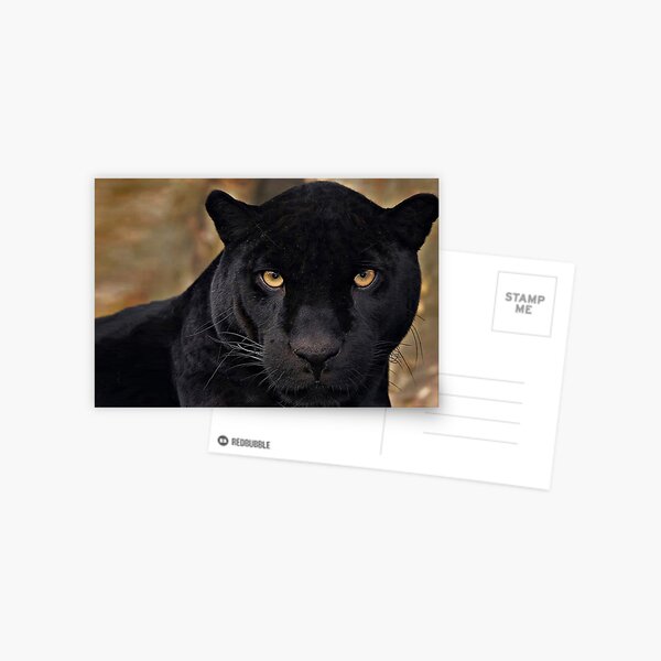 The Black Panther Postcard