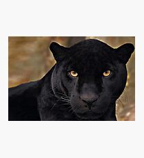 The Black Panther Fotodruck