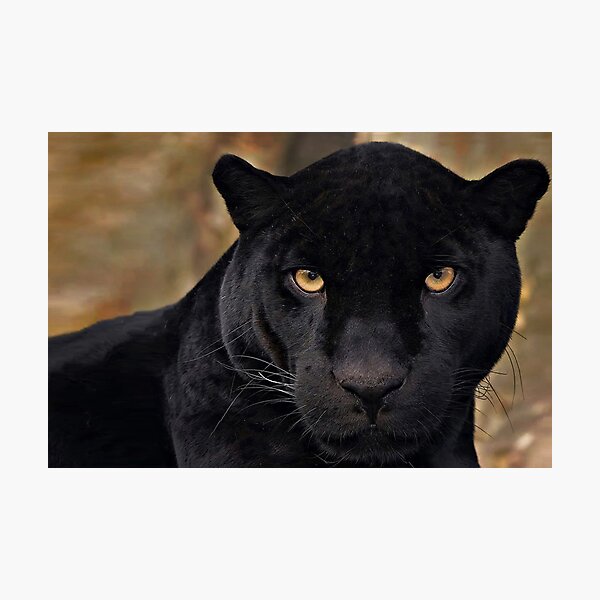 The Black Panther Photographic Print