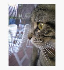 miss Max Photographic Print
