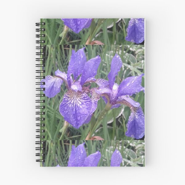 Item preview, Blue irises with raindrops photograph designed and sold by esvb.