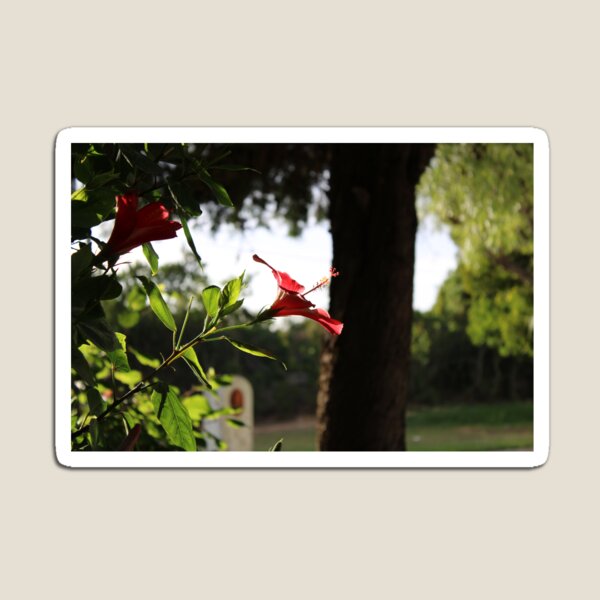 Artikel-Vorschau von Tropische Blume Algarve Portugal, designt und verkauft von gabrielricardo.