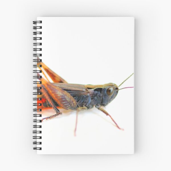 Item preview, Black grasshopper on white designed and sold by Grégory DUBUS.