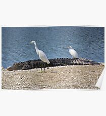 Look at this Lazy Gator Poster
