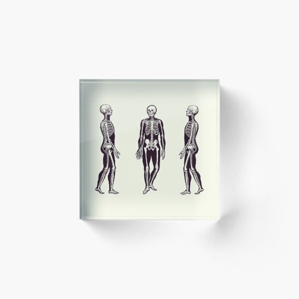 Side View Skeleton - Vintage Anatomy Print 2 Acrylic Block