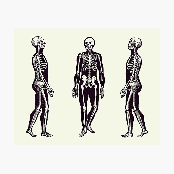 Side View Skeleton - Vintage Anatomy Print 2 Photographic Print