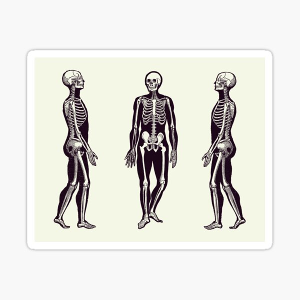Side View Skeleton - Vintage Anatomy Print 2 Sticker