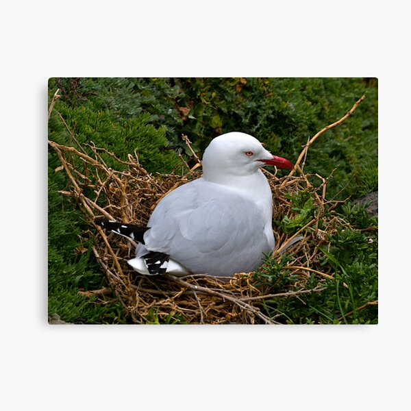 Item preview, Seagull, Nesting, Phillip Island, Victoria. designed and sold by johnrf.