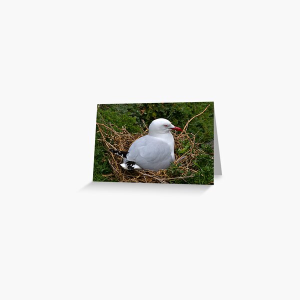 Item preview, Seagull, Nesting, Phillip Island, Victoria. designed and sold by johnrf.