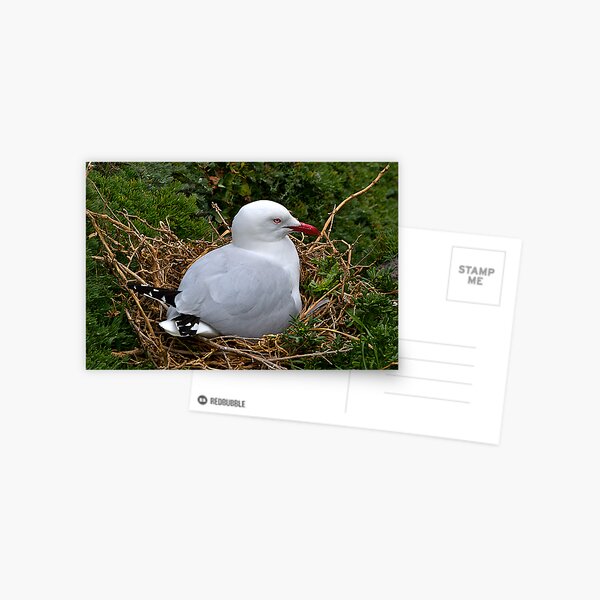 Item preview, Seagull, Nesting, Phillip Island, Victoria. designed and sold by johnrf.