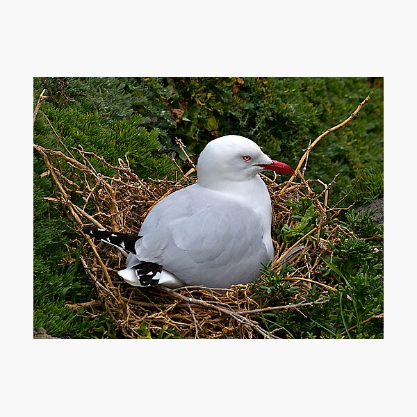 Item preview, Seagull, Nesting, Phillip Island, Victoria. designed and sold by johnrf.