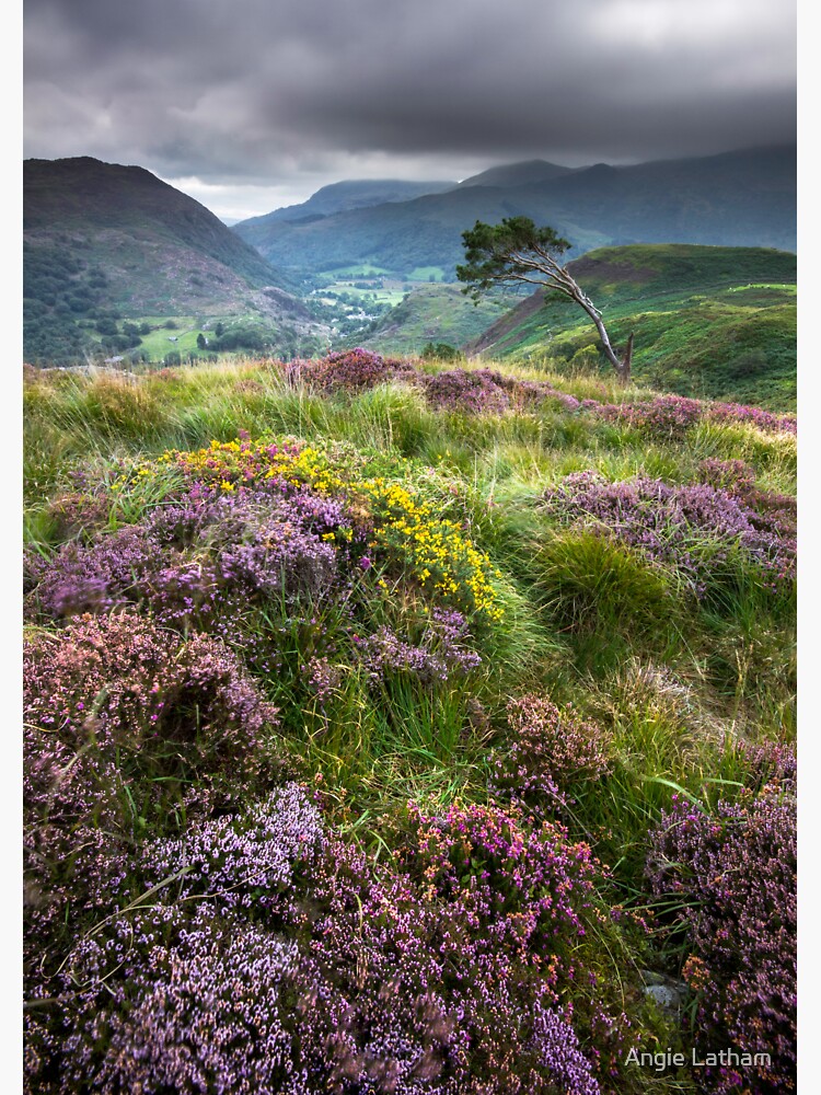 Snowdonia - Heather & Gorse above Beddgelert by AngelaBarnett