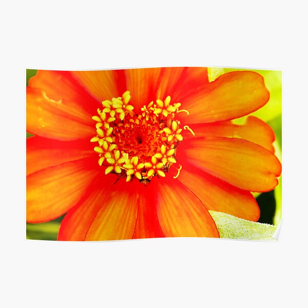 Zinnia Flower Lincoln Gardens, Poster