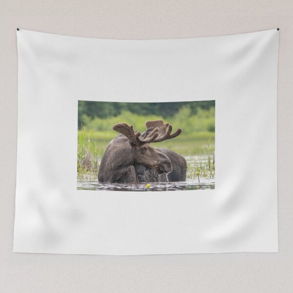 Item preview, Bull Moose designed and sold by Simpsonwildlife.