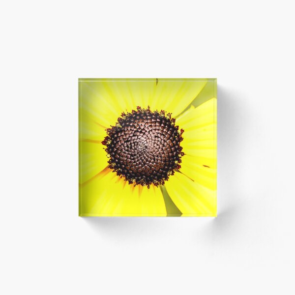 Black Eyed Susan Flower Acrylic Block