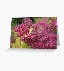 Pink Spirea Greeting Card