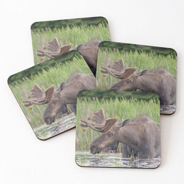 Item preview, Bull Moose designed and sold by Simpsonwildlife.