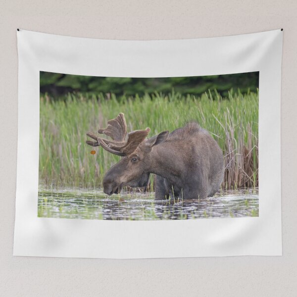 Item preview, Bull Moose designed and sold by Simpsonwildlife.