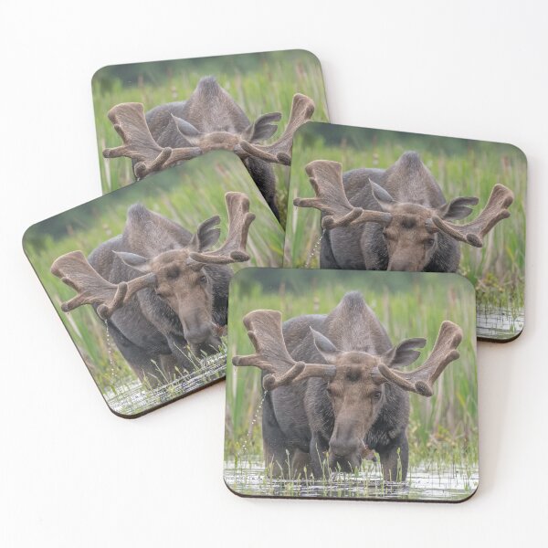 Item preview, Bull Moose designed and sold by Simpsonwildlife.