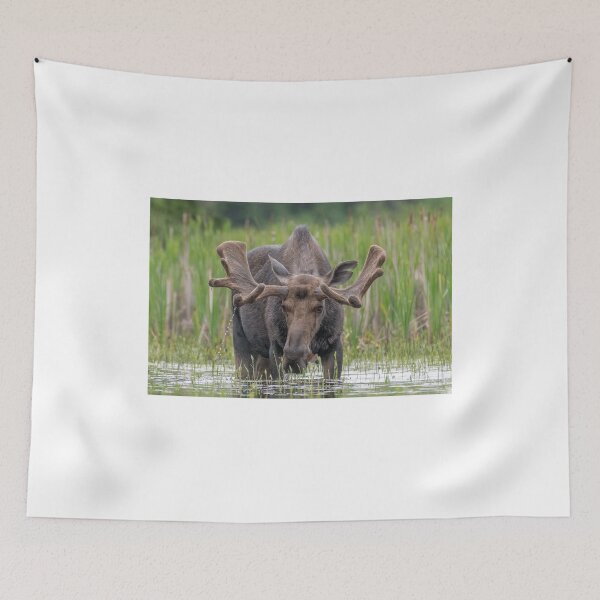 Item preview, Bull Moose designed and sold by Simpsonwildlife.