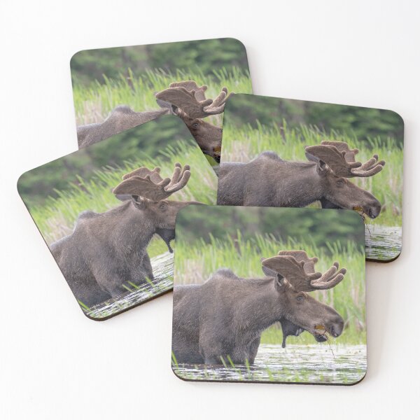 Item preview, Bull Moose designed and sold by Simpsonwildlife.
