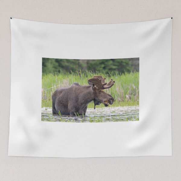 Item preview, Bull Moose designed and sold by Simpsonwildlife.