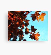 Red Maple Canvas Print