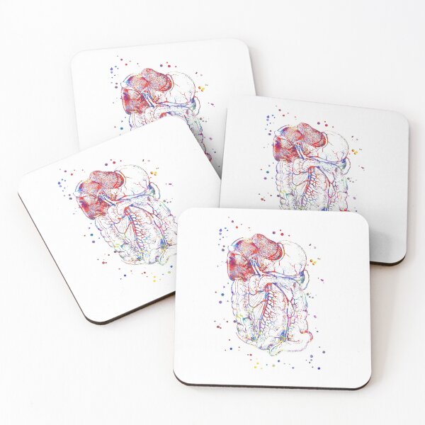 Item preview, Abdomen and Pelvis anatomy, stomach, pancreas, liver, rectum, medical art designed and sold by Rosaliartbook.