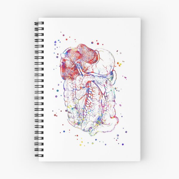 Item preview, Abdomen and Pelvis anatomy, stomach, pancreas, liver, rectum, medical art designed and sold by Rosaliartbook.