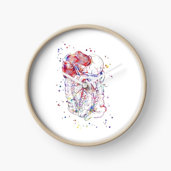 Item preview, Abdomen and Pelvis anatomy, stomach, pancreas, liver, rectum, medical art designed and sold by Rosaliartbook.