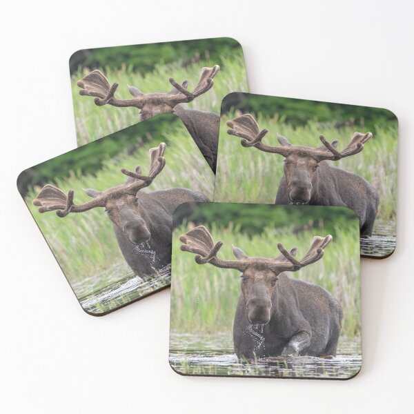 Item preview, Bull Moose designed and sold by Simpsonwildlife.