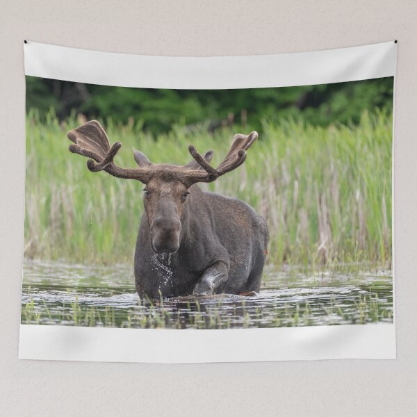 Item preview, Bull Moose designed and sold by Simpsonwildlife.