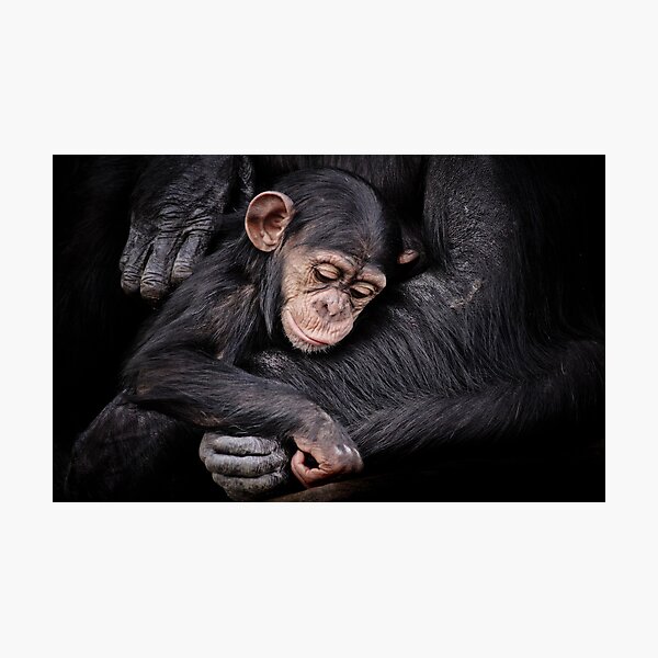 Protection II Photographic Print