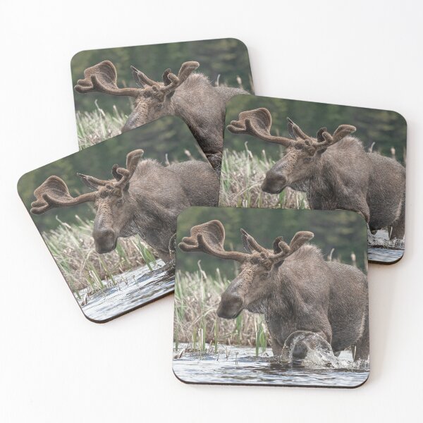 Item preview, Bull Moose designed and sold by Simpsonwildlife.