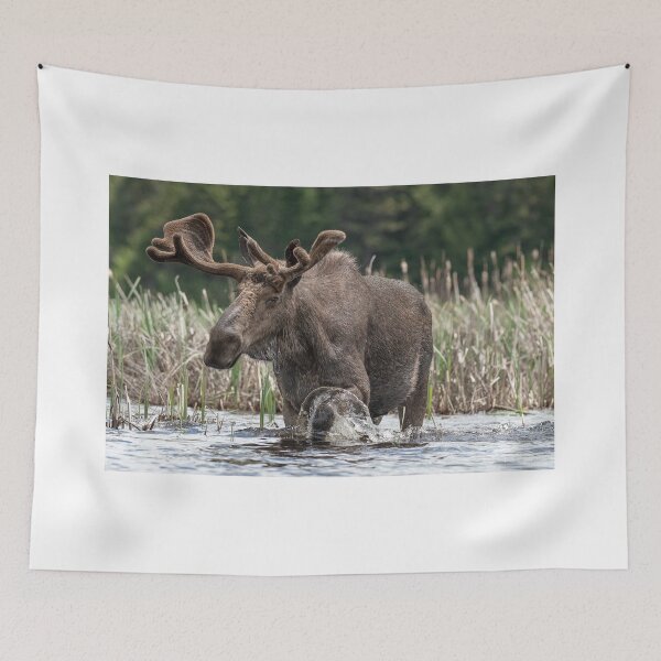 Item preview, Bull Moose designed and sold by Simpsonwildlife.