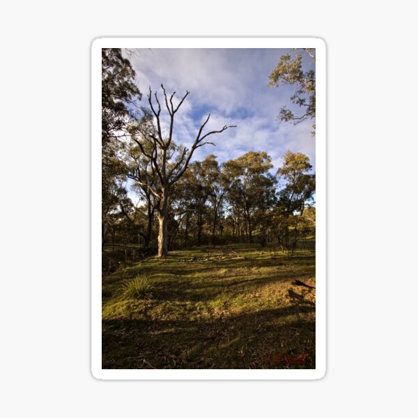 Item preview, Aranda Bushland Nature Reserve (6) designed and sold by Wolf Sverak Photography.