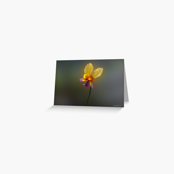 Purple Pansy Orchid, Diuris longifolia Greeting Card