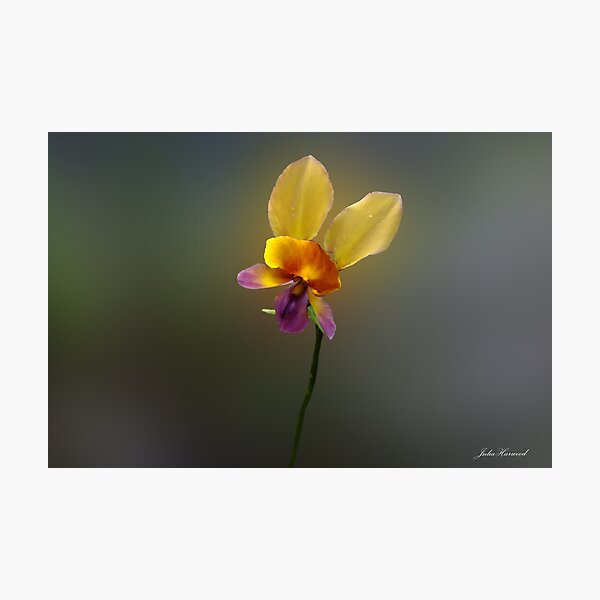 Purple Pansy Orchid, Diuris longifolia Photographic Print