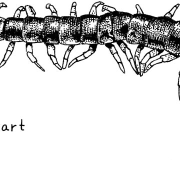 Artwork thumbnail, Centipede! by oekart
