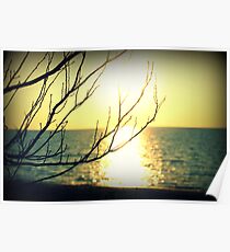 sun through trees in michigan Poster