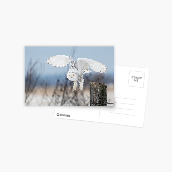 Item preview, Snowy Owl designed and sold by Simpsonwildlife.